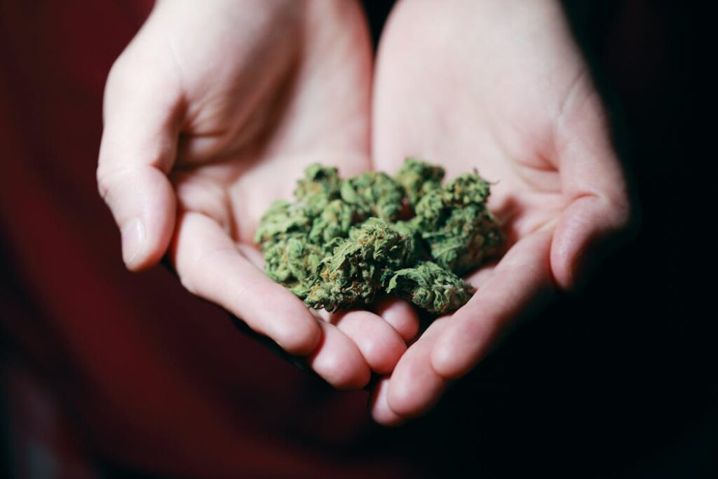 Cannabis buds representing recruiting in the cannabis industry in 2025