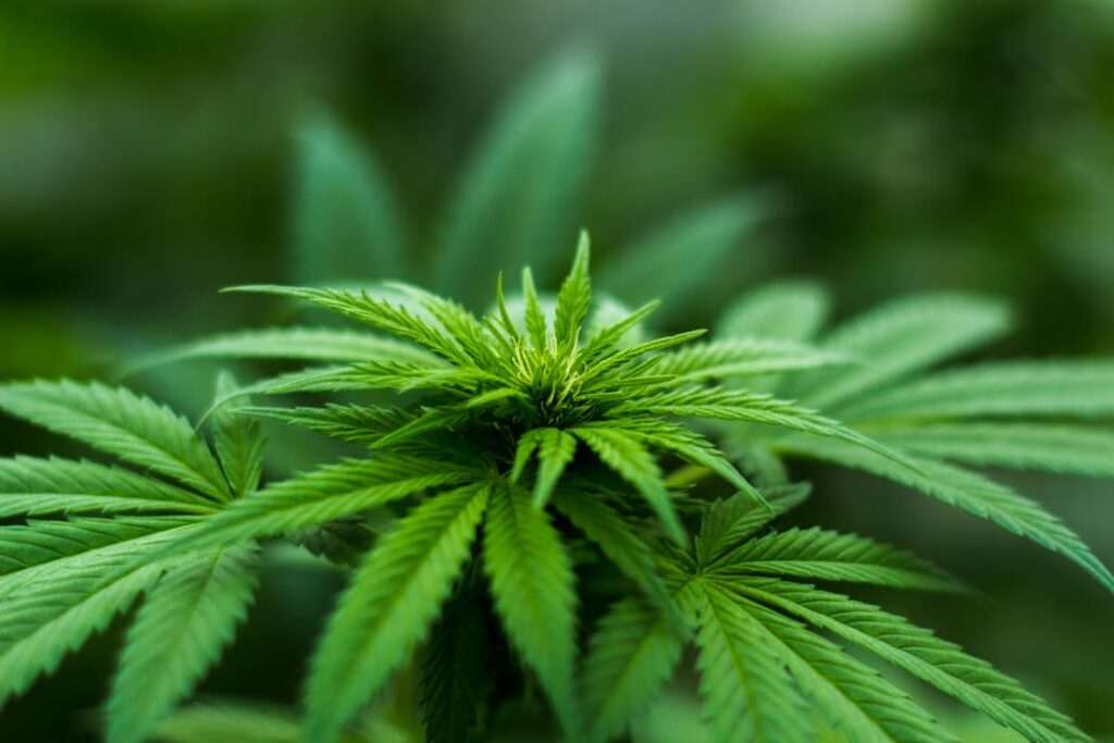 Cannabis plant representing recruiting in cannabis industry in 2025